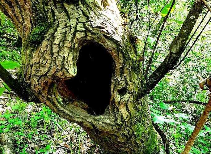 senderismo, turismo por la naturaleza, turismo rural