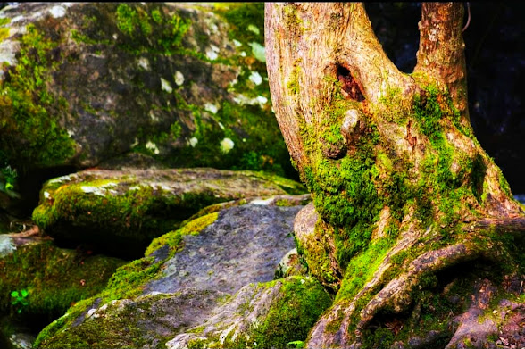 turismo sensorial, rutas de senderismo, fragas do eume, río Sesín
