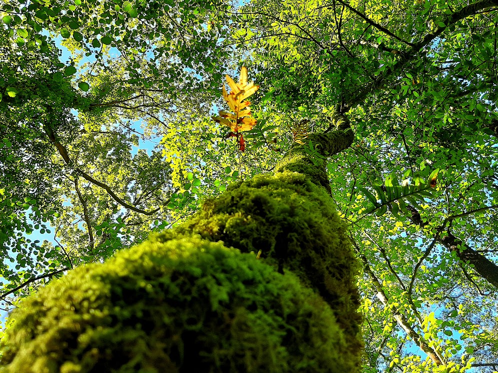 Escapadas de Otoño, Turismo sensorial, Fragas do Eume